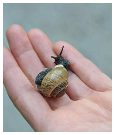 Die Schönheit des einfachen Seins